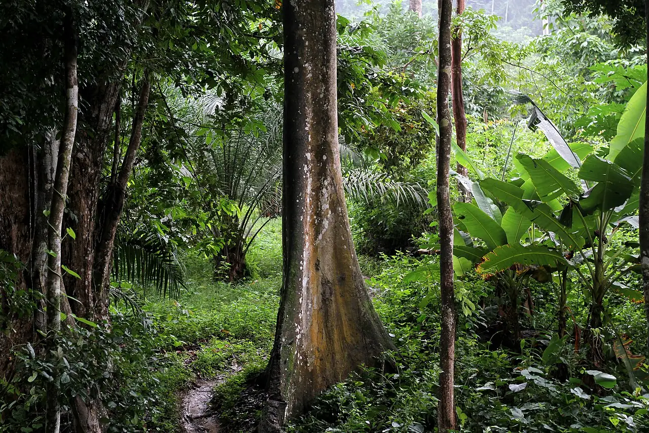 Agrofloresta com árvores altas, bananeiras e plantas de sub-bosque