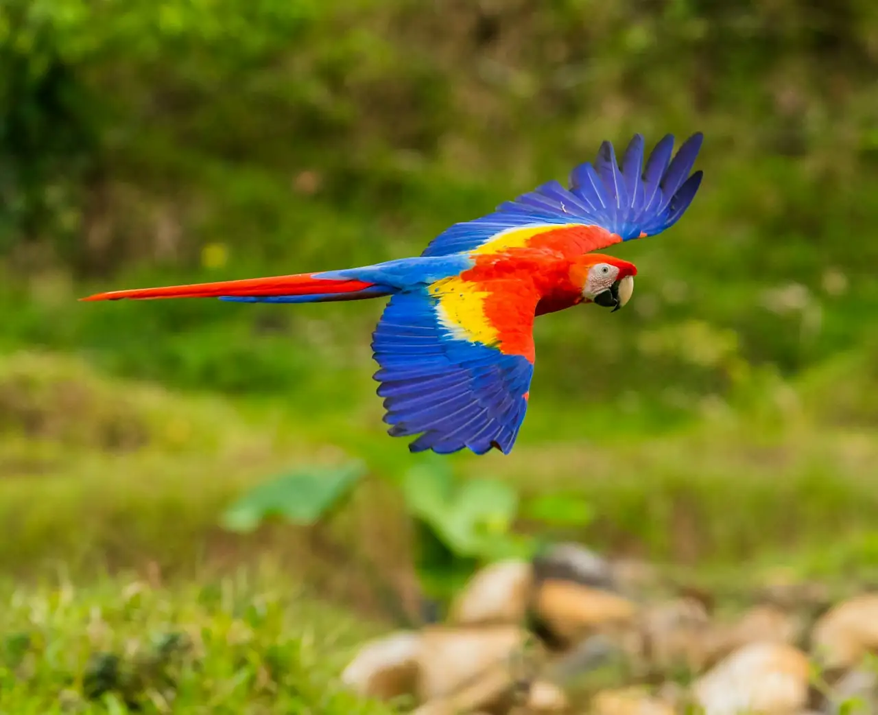 Arara-vermelha pousada num galho