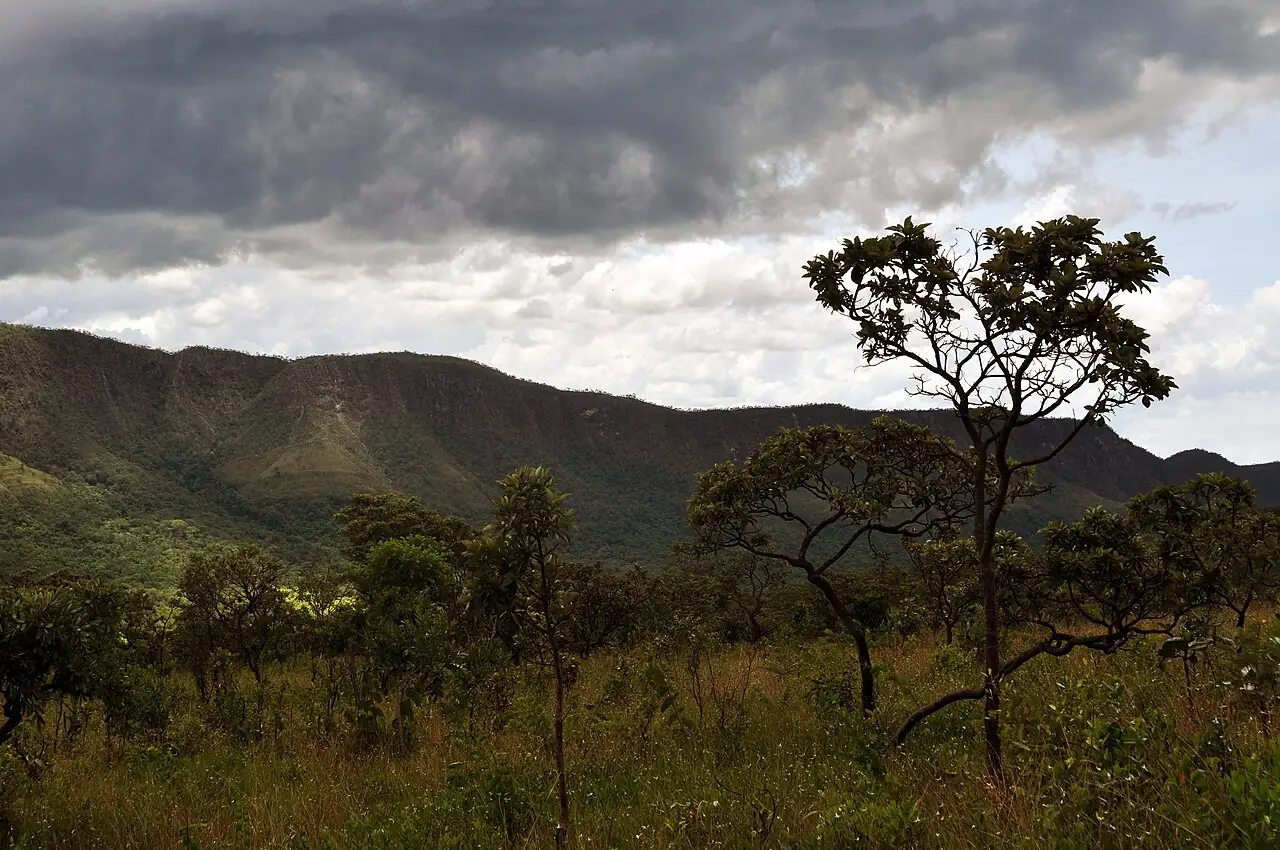 Árvores do Cerrado diante das serras da Chapada dos Veadeiros