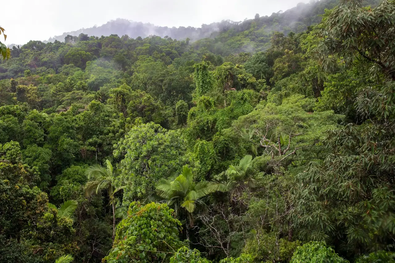 Floresta tropical contínua cobrindo vales e morros