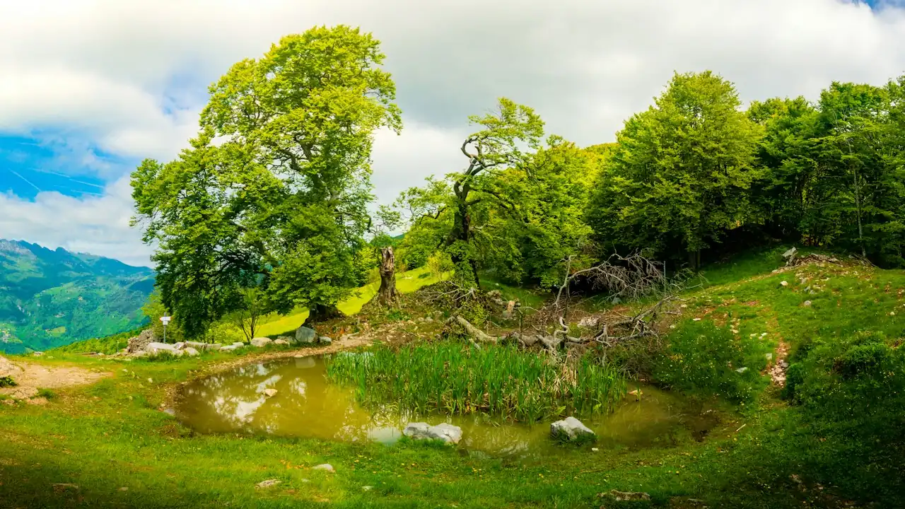 Pequeno lago cercado de árvores numa encosta verde