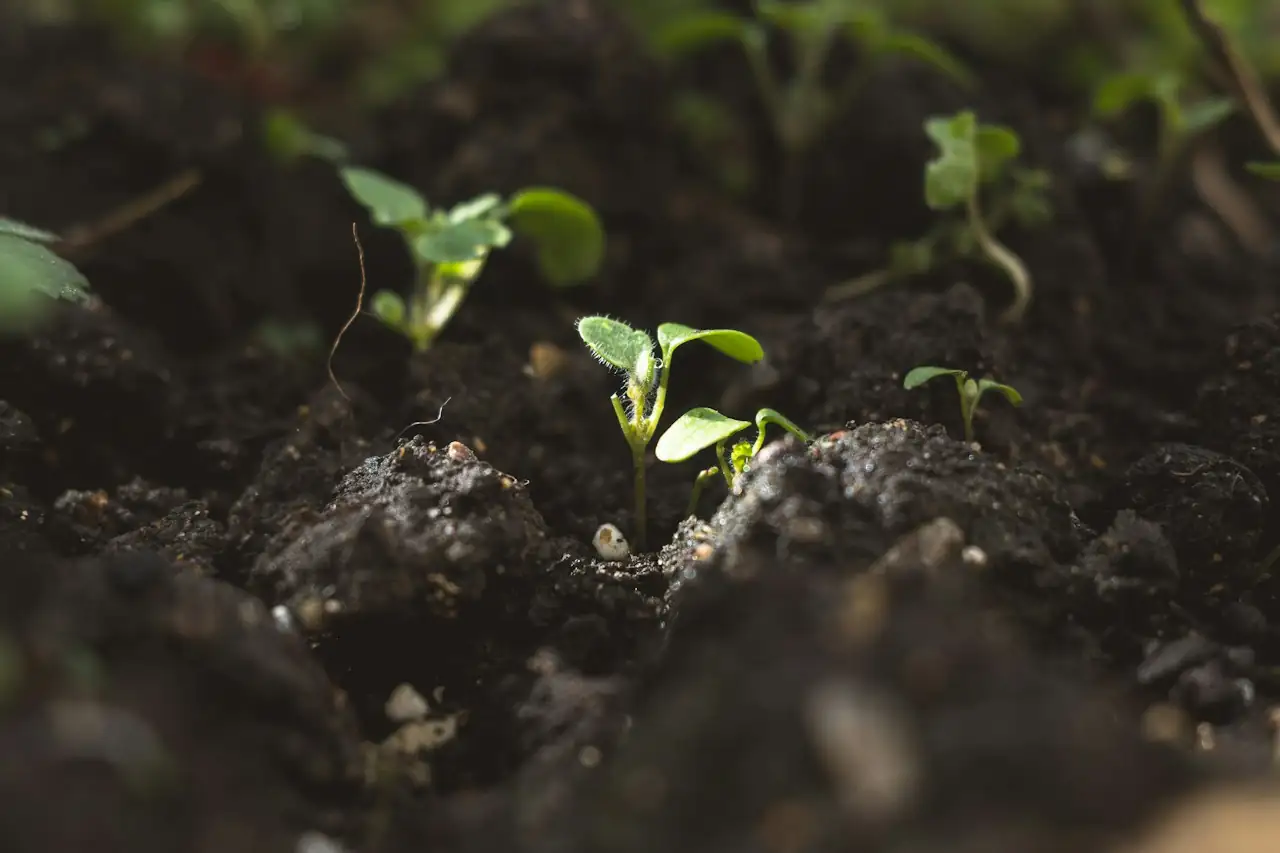 Plantas pequenas nascendo em solo escuro
