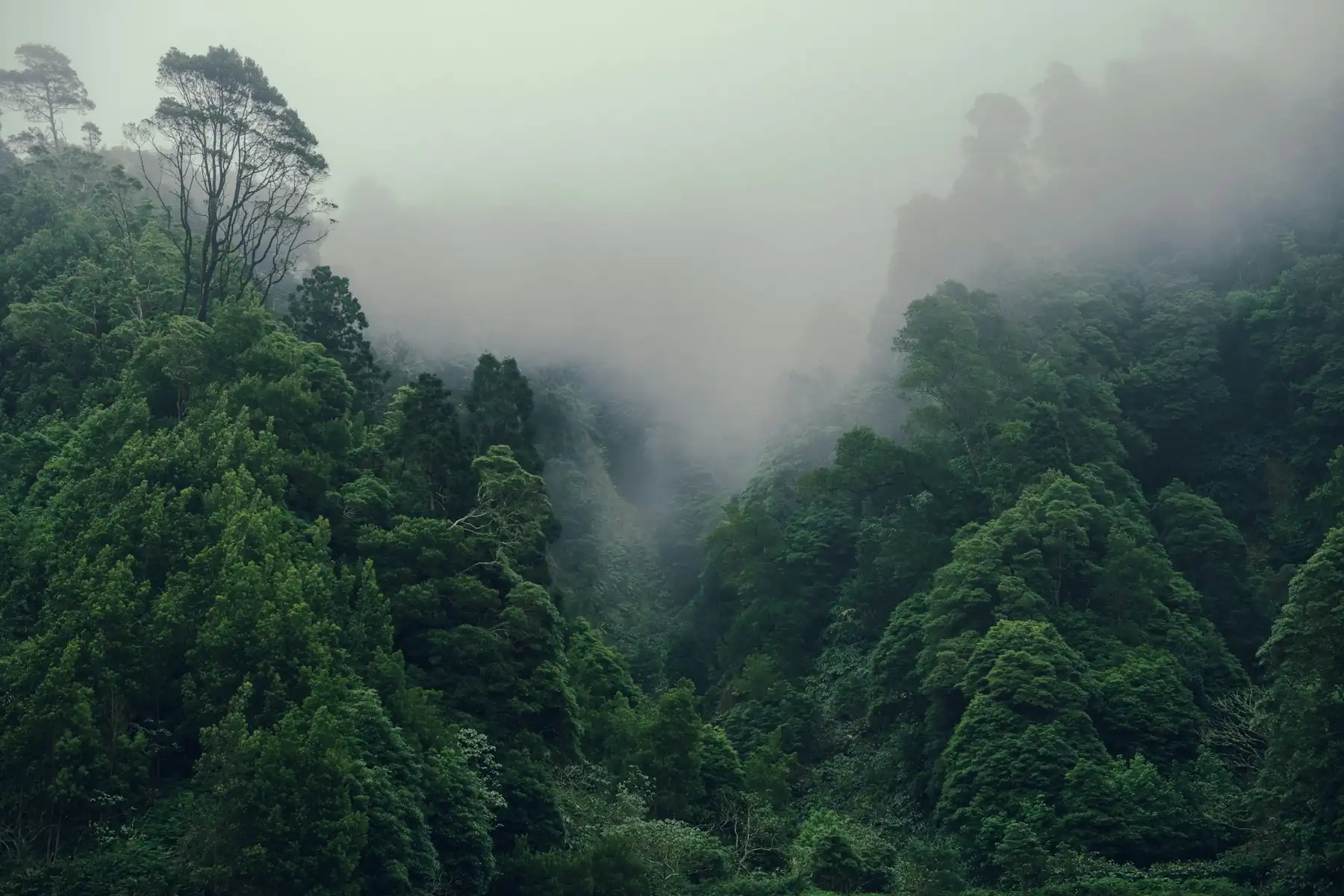Encosta de floresta coberta de neblina