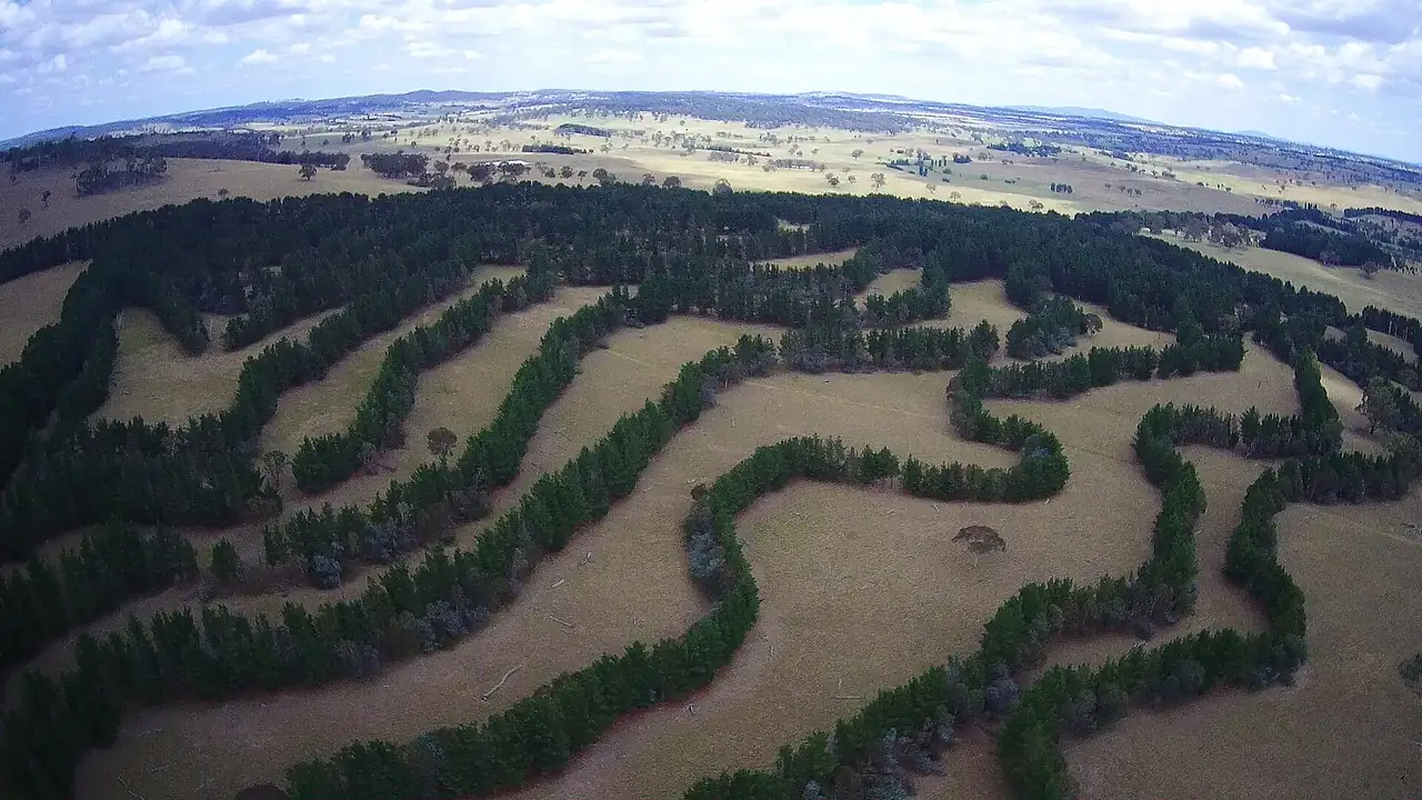Vista aérea de faixas de árvores plantadas em curvas de nível sobre pastagens