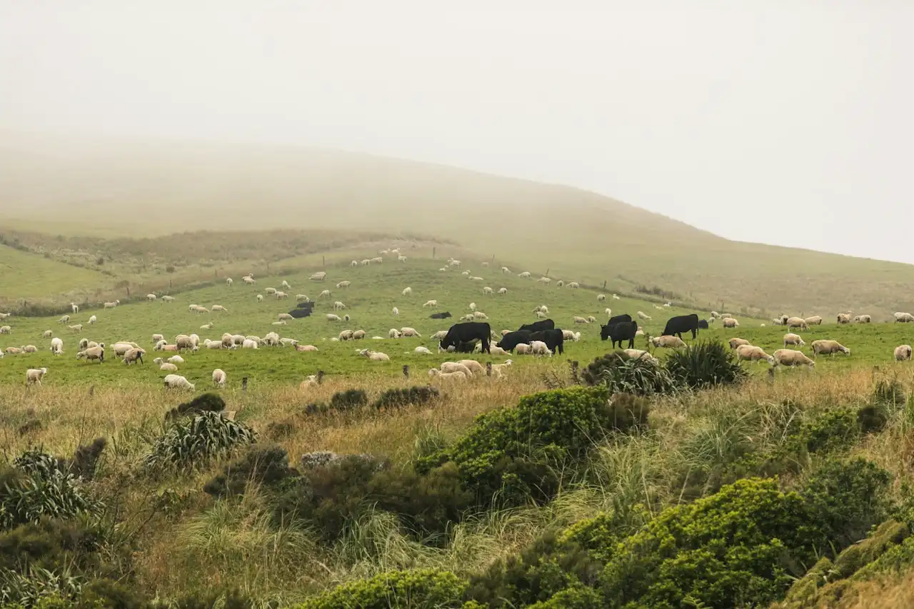 Gado e ovelhas pastando numa encosta verde com neblina