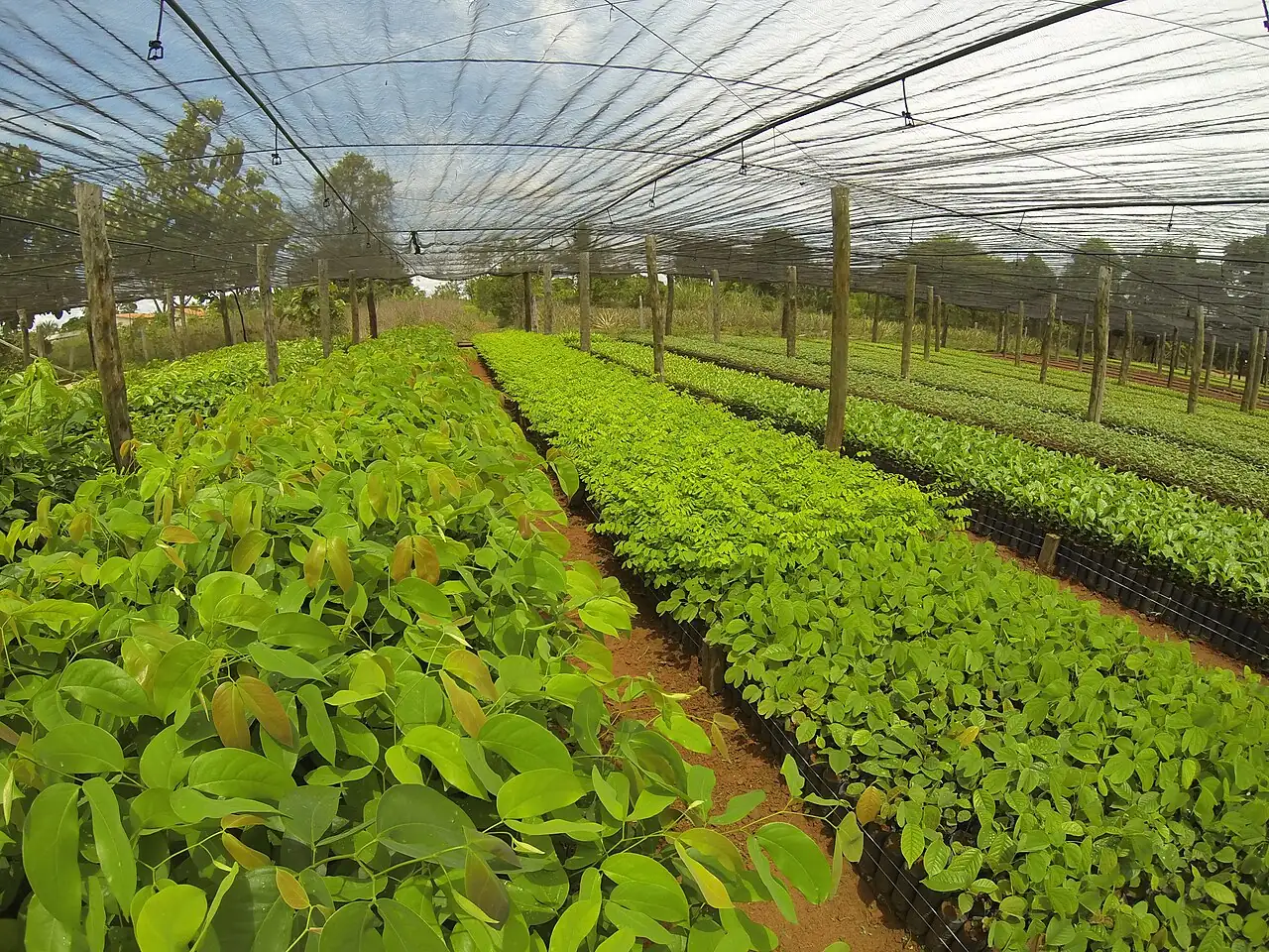 Fileiras de mudas em um viveiro coberto por tela de sombreamento
